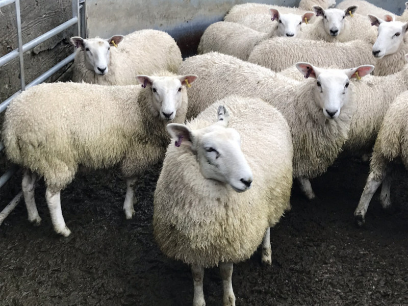 90 Cheviot Cross Store, Breeding Hoggs, Lambs - SellMyLivestock