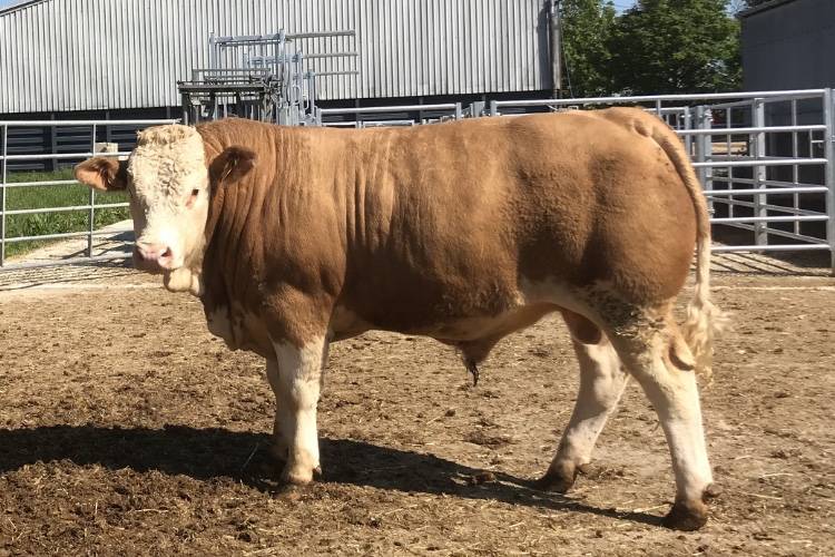 4 Pedigree Simmental Breeding Bulls SellMyLivestock