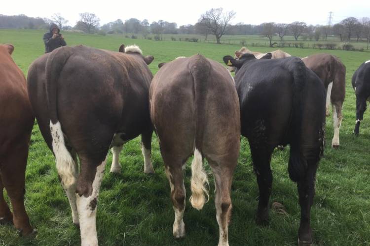 10 Beef Shorthorn, Simmental, Aberdeen Angus, Limousin, Charolais ...