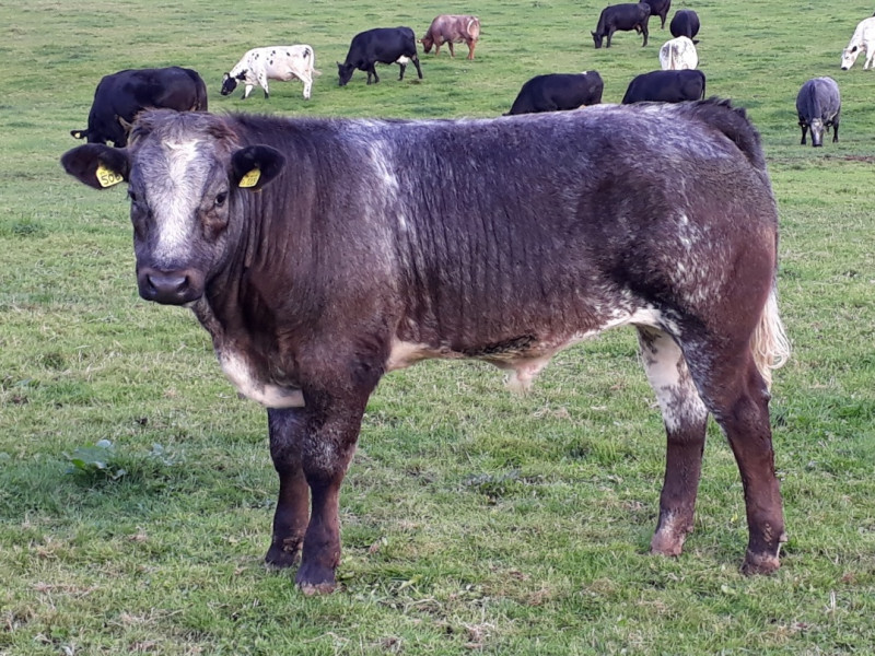 20 Simmental, Limousin, British Blue Cross Store Heifers, Steers ...