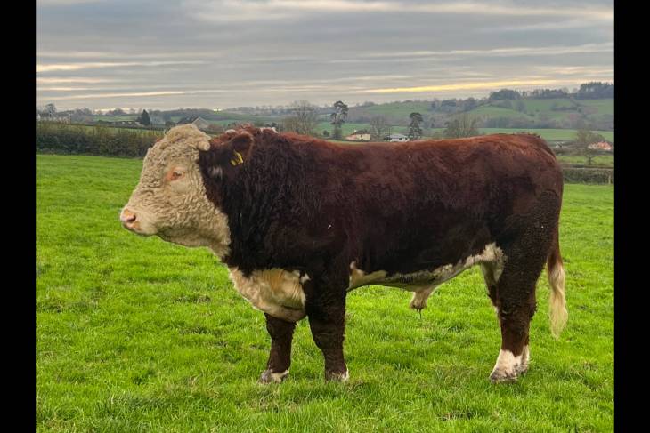 Stock for sale - Hereford Cattle Society