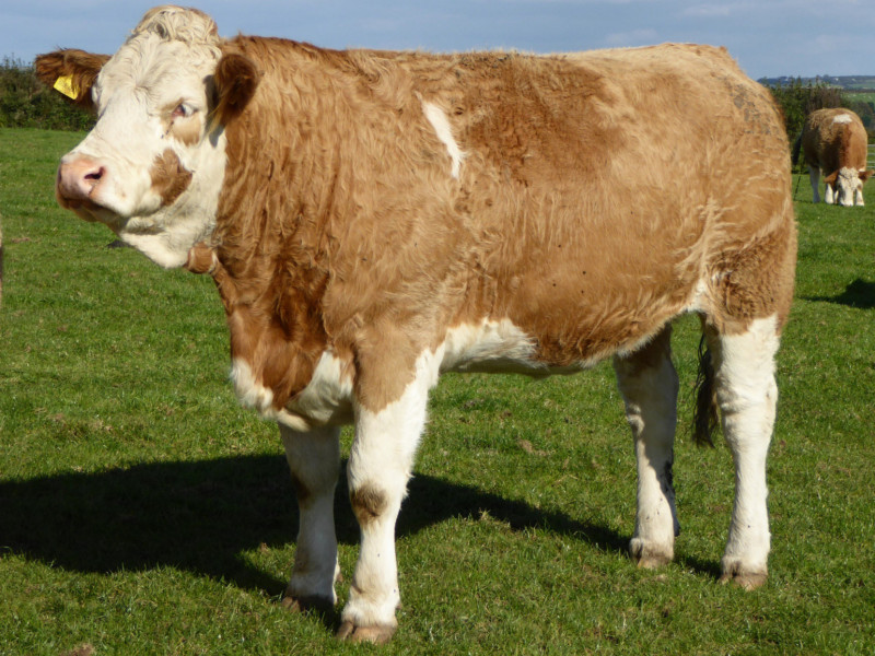 1 Pedigree Simmental Breeding Bull - SellMyLivestock