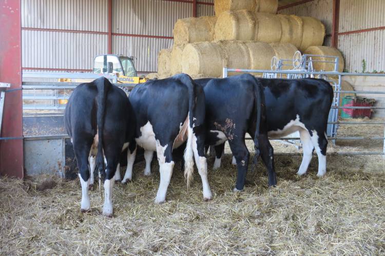 4 Aberdeen Angus, Hereford Cross Breeding Heifers - SellMyLivestock