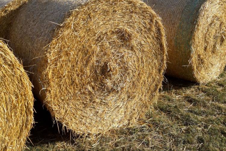 148 Baled Straw (Barley) SellMyLivestock