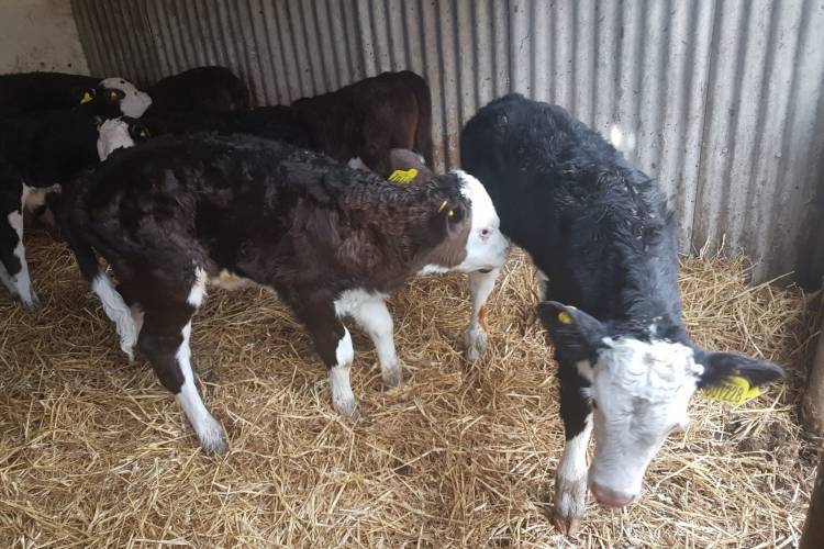 100 Hereford Store Calves - SellMyLivestock