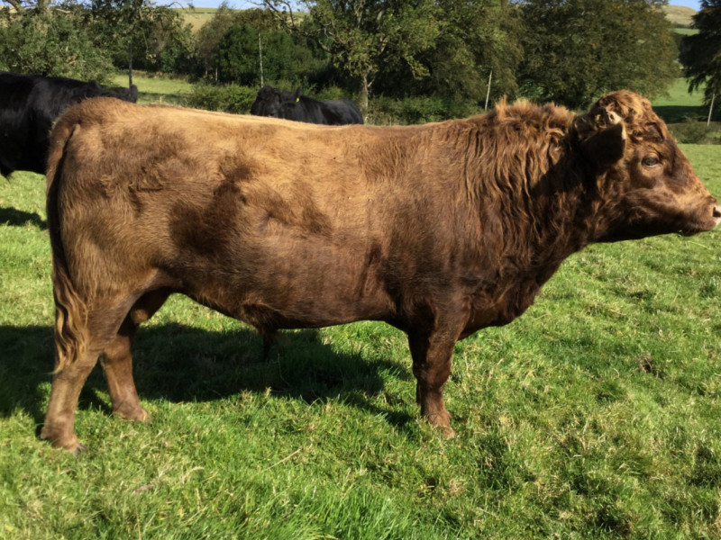 1 Pedigree Dexter Breeding Bull - SellMyLivestock