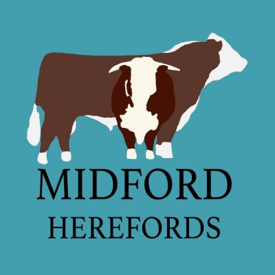 Hereford Cattle Society | SellMyLivestock - The Online Livestock ...