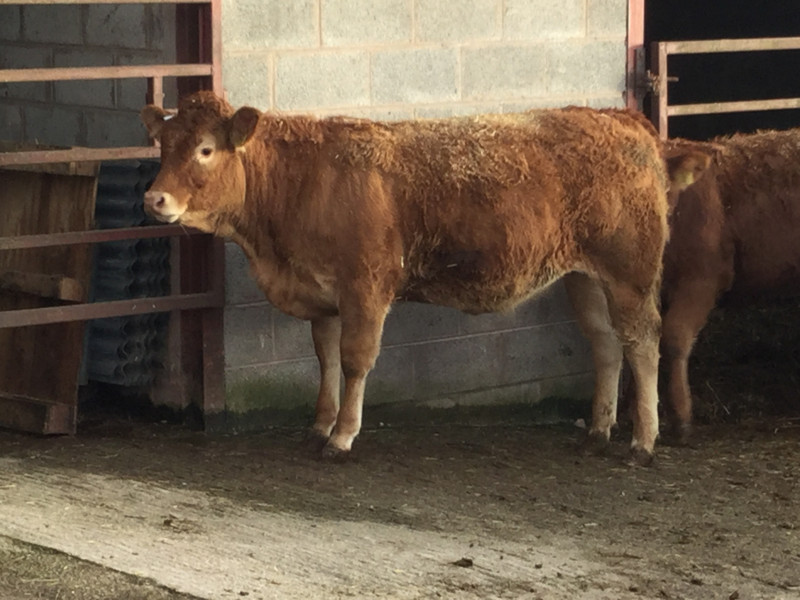 16 Limousin Breeding, Store Heifers - SellMyLivestock