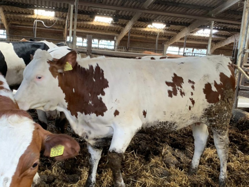 20 Montbeliarde, Norwegian Red, Holstein Friesian Cross Breeding, Dairy ...