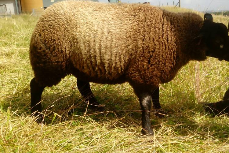 4 Pedigree Blue Texel Breeding Lambs - SellMyLivestock