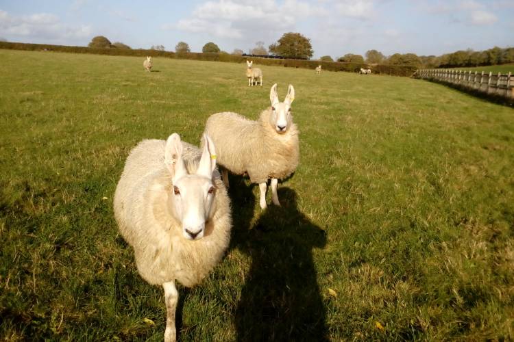 12 Border Leicester Breeding Lambs SellMyLivestock
