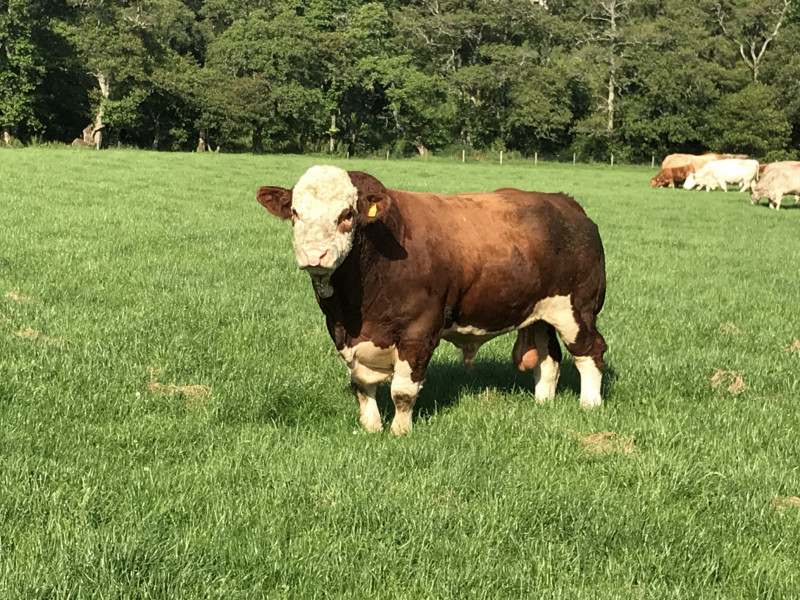 1 Simmental Breeding Bull - SellMyLivestock