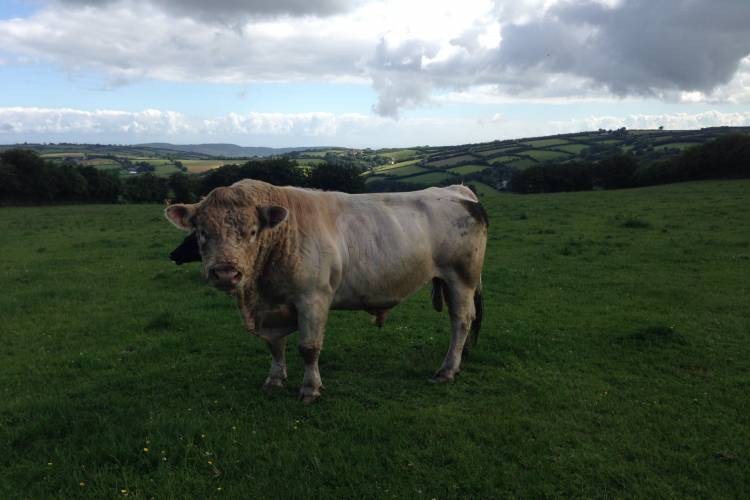 1 Charolais Breeding Bull - SellMyLivestock