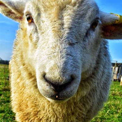 Norfolk Horn Sheep For Sale SellMyLivestock The Online Livestock