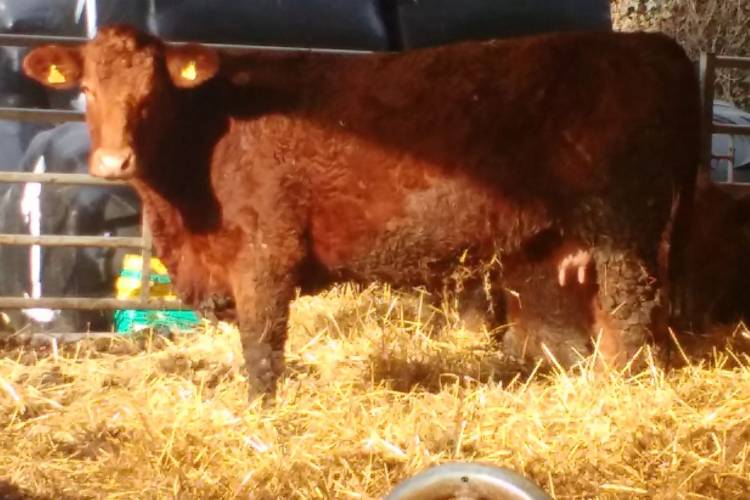 9 Stabiliser InCalf Breeding Cows SellMyLivestock