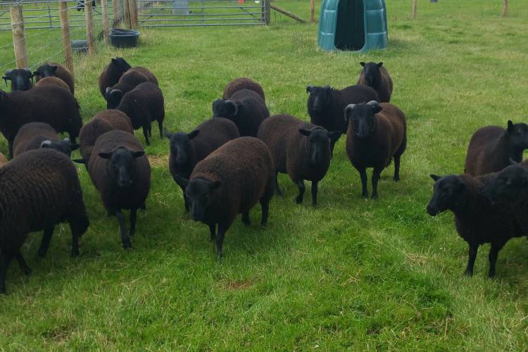 18 Black Welsh Mountain Breeding Lambs SellMyLivestock