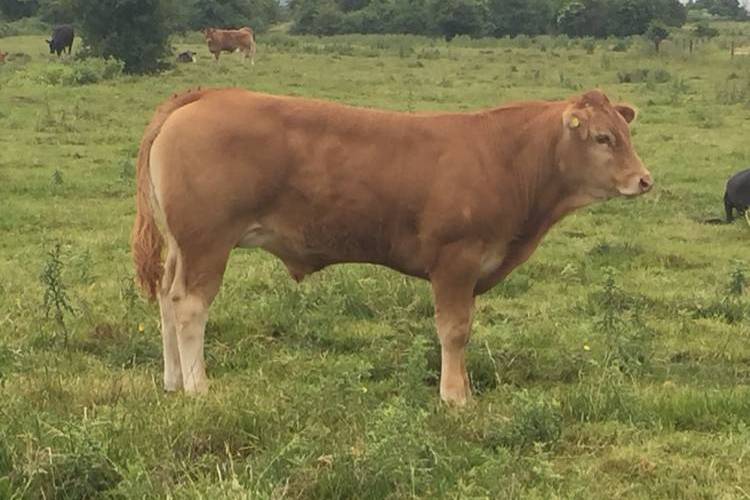 42 Limousin Cross Store Calves - SellMyLivestock