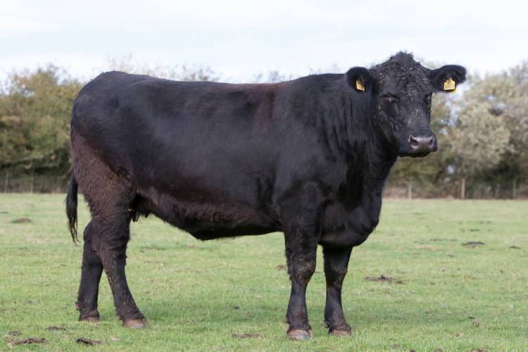 20 Pedigree Aberdeen Angus In-Calf Breeding Cows, Heifers, Bulls ...