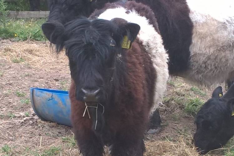 3 Belted Galloway Breeding Heifers - SellMyLivestock