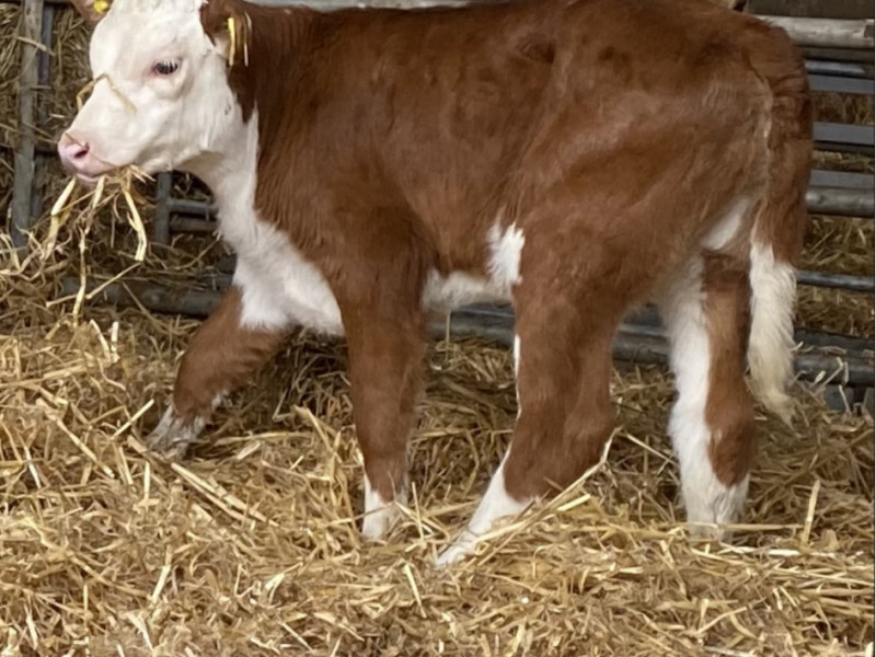 7 Hereford Cross Store Calves - SellMyLivestock