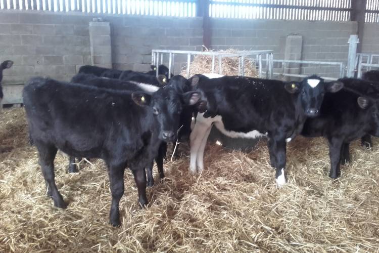 6 Holstein Store Steers SellMyLivestock