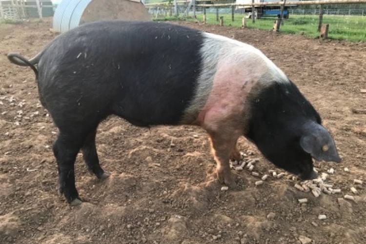 1-pedigree-saddleback-breeding-boar-sellmylivestock