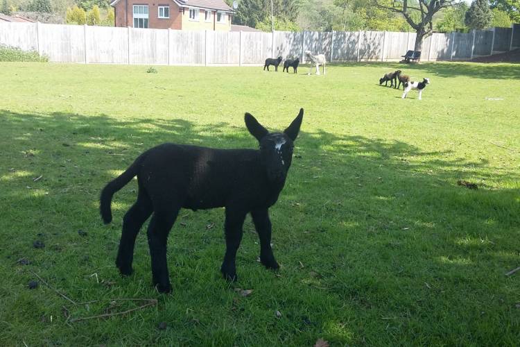 2 Border Leicester Cross Breeding Rams - SellMyLivestock