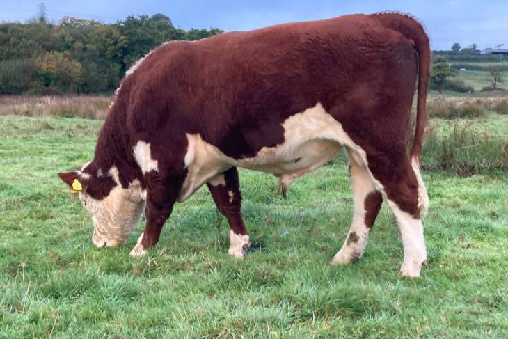 Stock for sale - Hereford Cattle Society