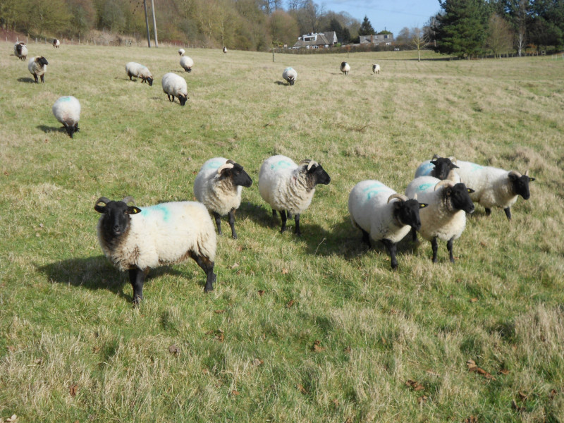 4 Pedigree Norfolk Horn Breeding Lambs SellMyLivestock