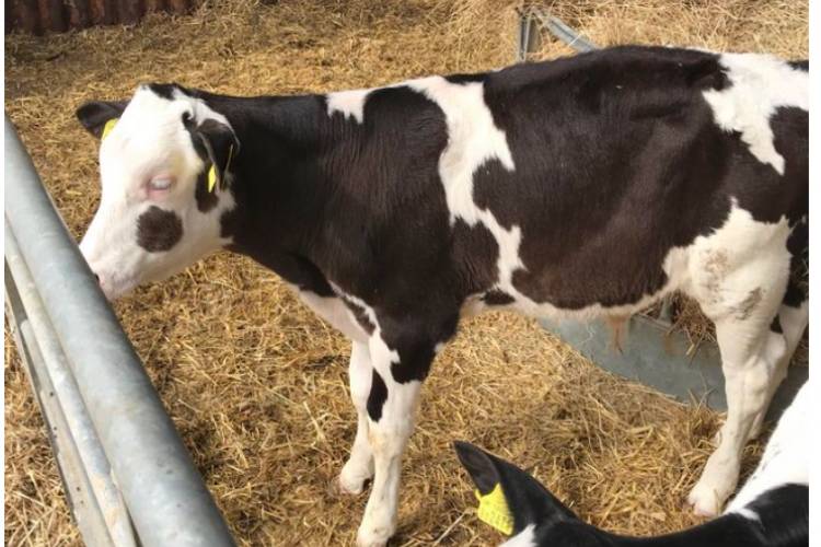 10 Holstein Friesian, Holstein Store Steers, Calves SellMyLivestock