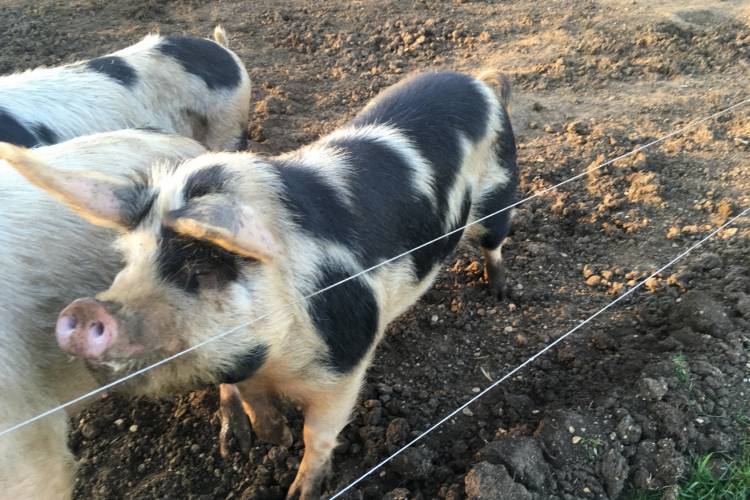 1 Gloucestershire Old Spot Cross Breeding Gilt - SellMyLivestock