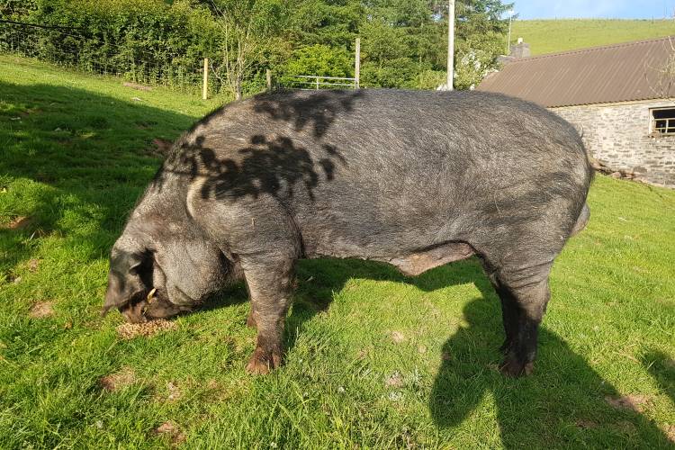 1 Large Black Breeding Boar - SellMyLivestock