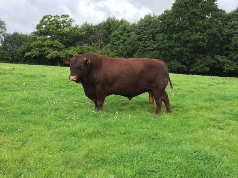 1 Pedigree Sussex Breeding Bull - SellMyLivestock