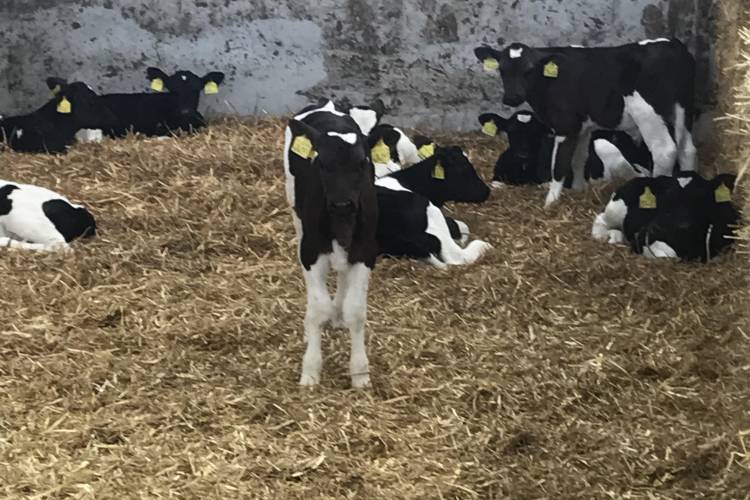 40 British Friesian Store Calves SellMyLivestock