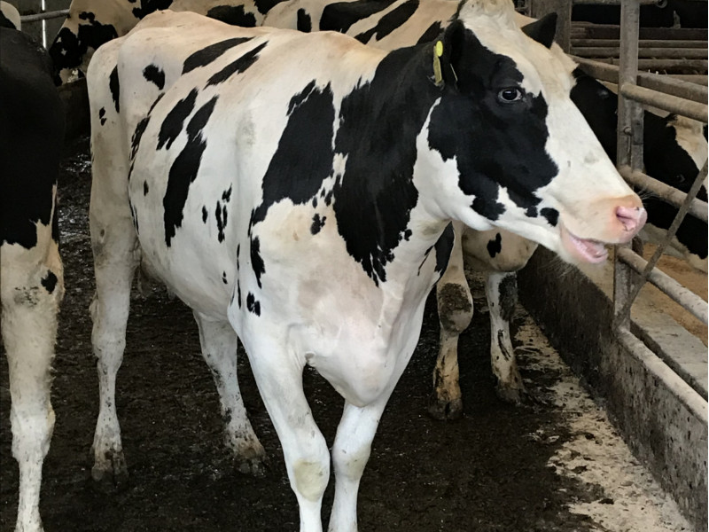 100 Holstein Breeding, Dairy Heifers - SellMyLivestock