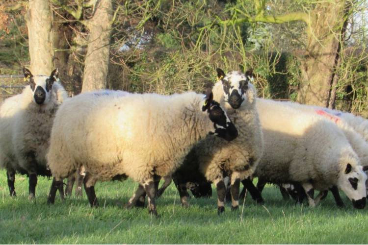 10 Beulah Speckled Face In-Lamb Breeding Ewes - SellMyLivestock