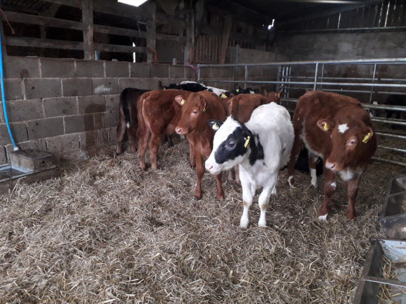 8 Limousin, British Blue Cross Store Calves SellMyLivestock
