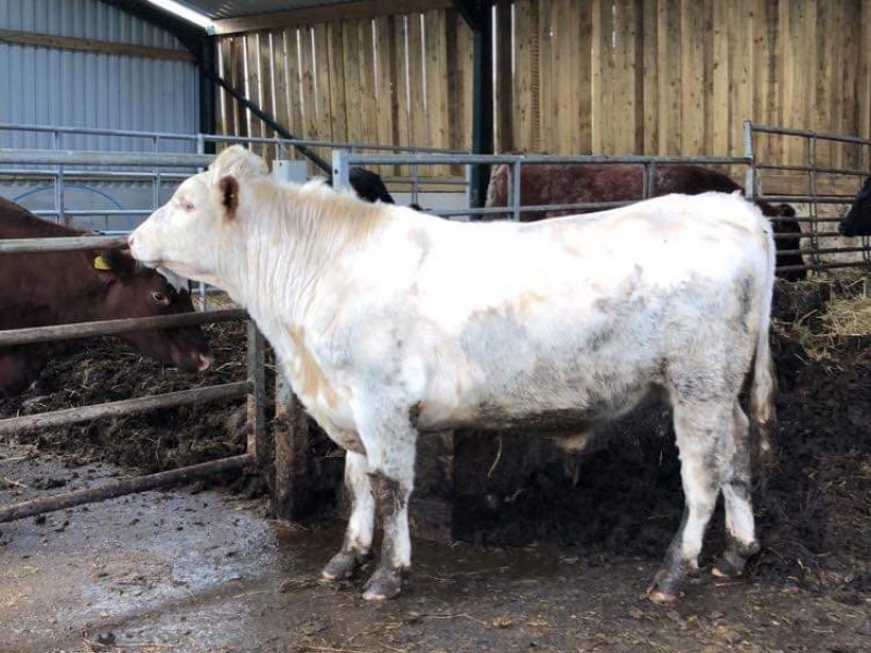 1 Pedigree Dairy Shorthorn Breeding, Dairy Bull SellMyLivestock