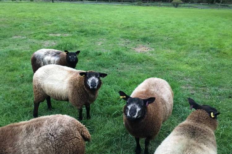 3 Blue Texel Breeding Lambs SellMyLivestock