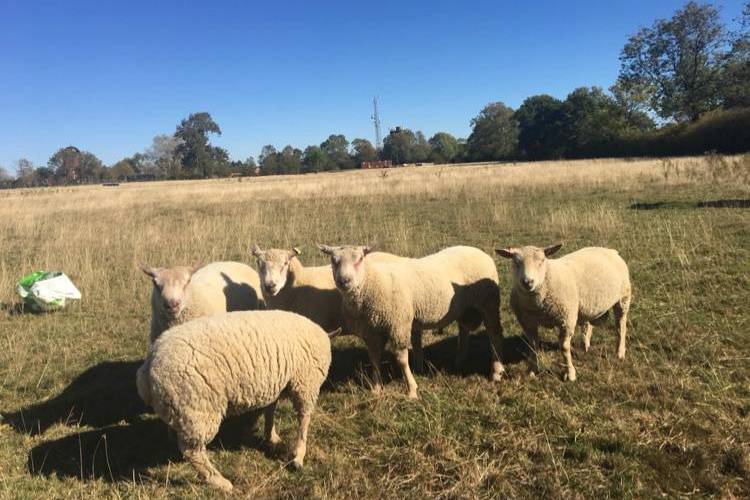 8 Charollais Breeding Rams - SellMyLivestock