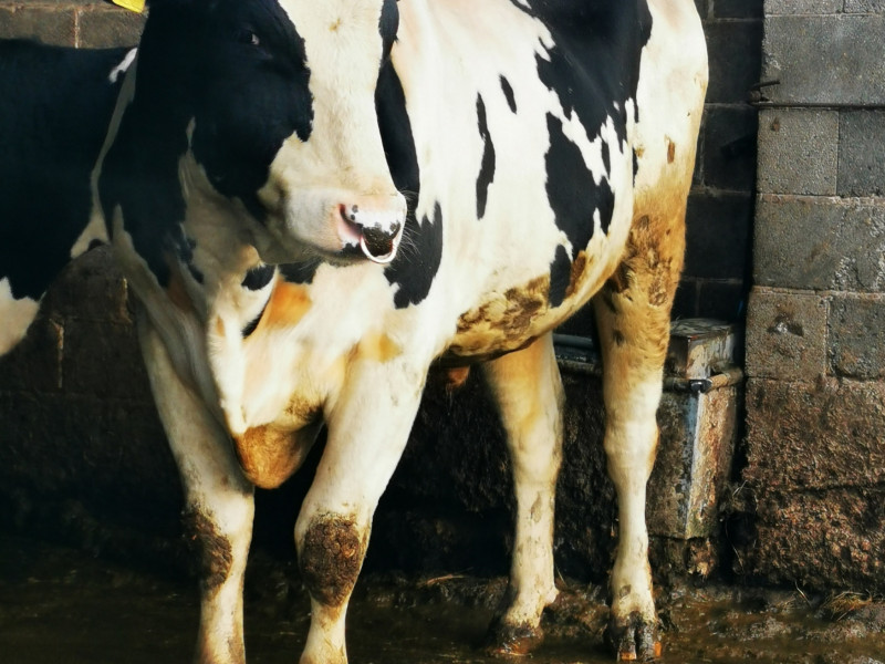 1 Holstein Breeding Dairy Bull Sellmylivestock