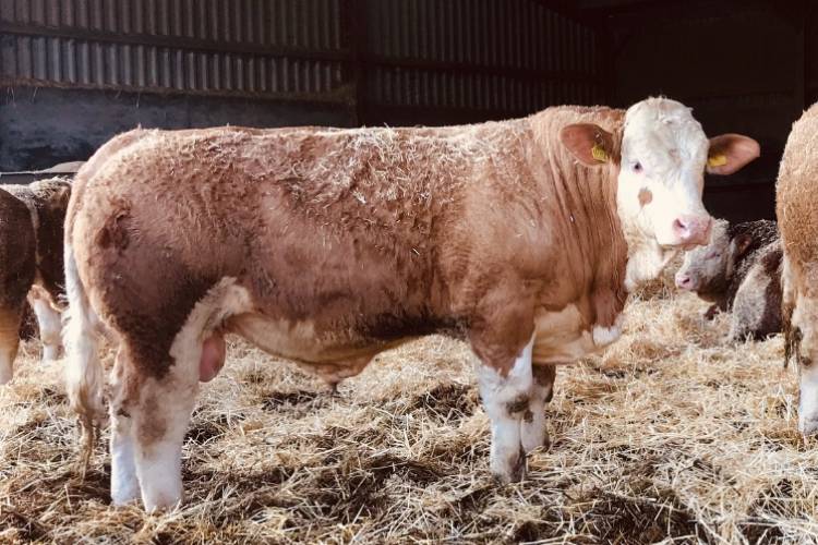 10 Pedigree Simmental Breeding Bulls - SellMyLivestock