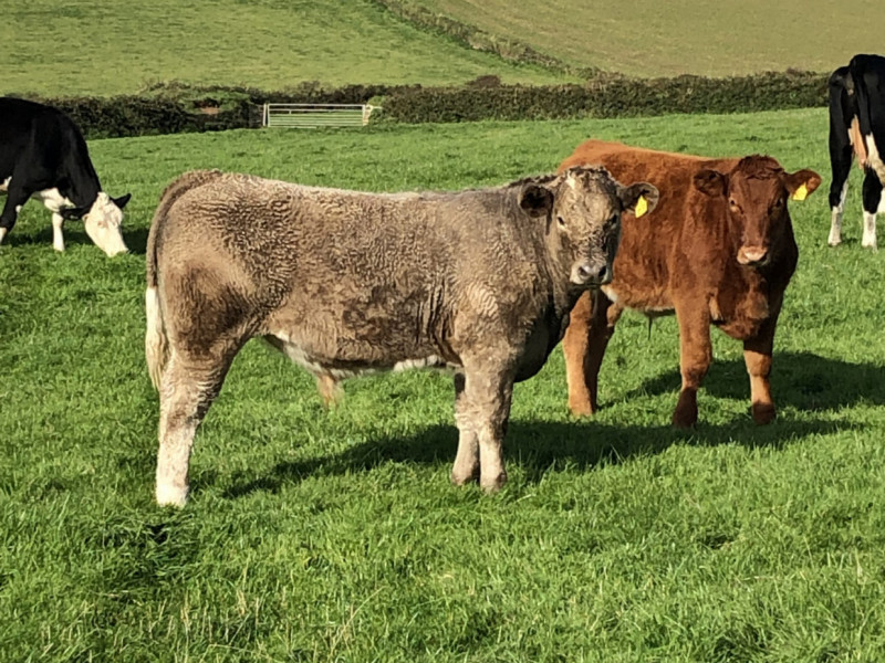 20 Organic South Devon, Charolais Cross Store Heifers, Steers ...