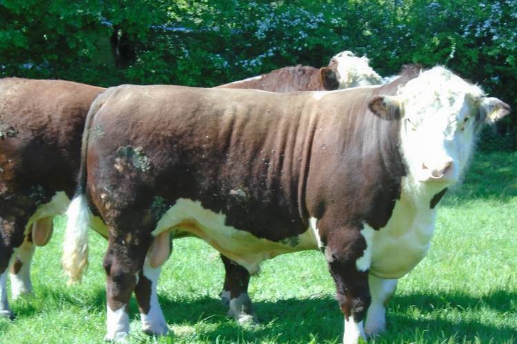 14 Pedigree Hereford Breeding Young Bulls, Bulls, Heifers - SellMyLivestock