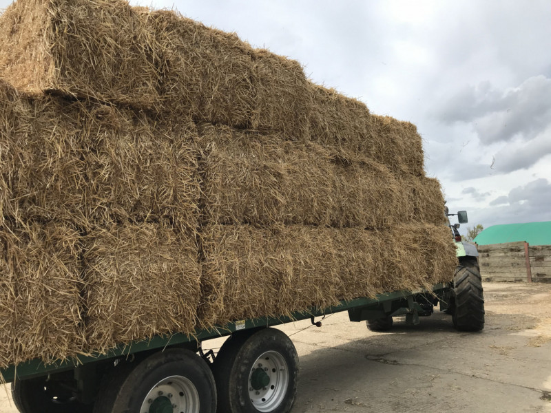 1000 Baled Straw SellMyLivestock