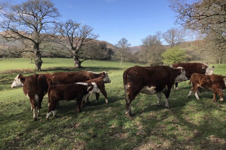 5 Hereford Breeding Cows SellMyLivestock