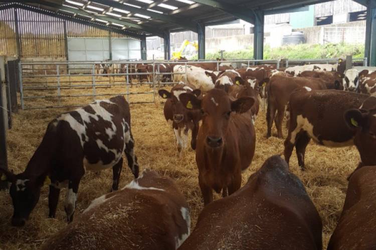 40 Pedigree Ayrshire Breeding Dairy Females, Heifers, Calves ...