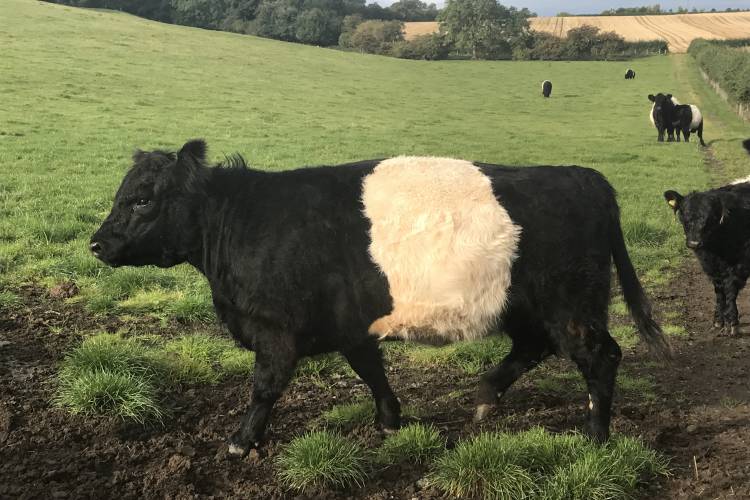 3 Pedigree Belted Galloway In-Calf Breeding Heifers - SellMyLivestock