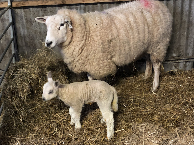 1 Texel Breeding Ewe with Lamb at Foot - SellMyLivestock