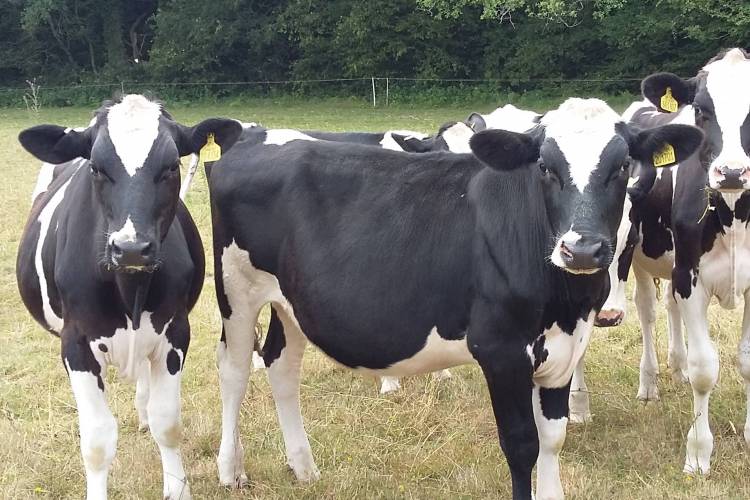 17 Holstein Friesian Store Steers SellMyLivestock